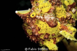 Frofish by Fabio Strazzi 